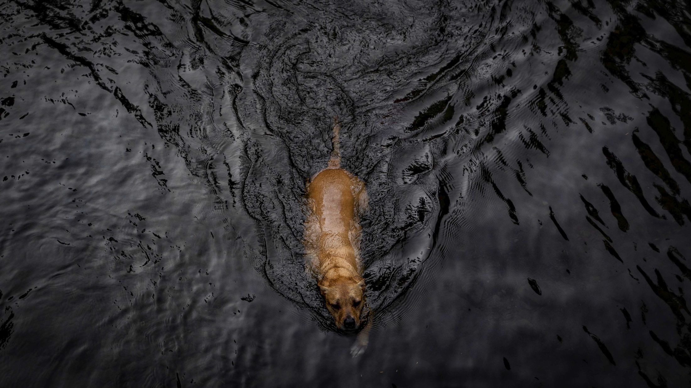 Charley Swimming Salmon River Mount Hood Oregon