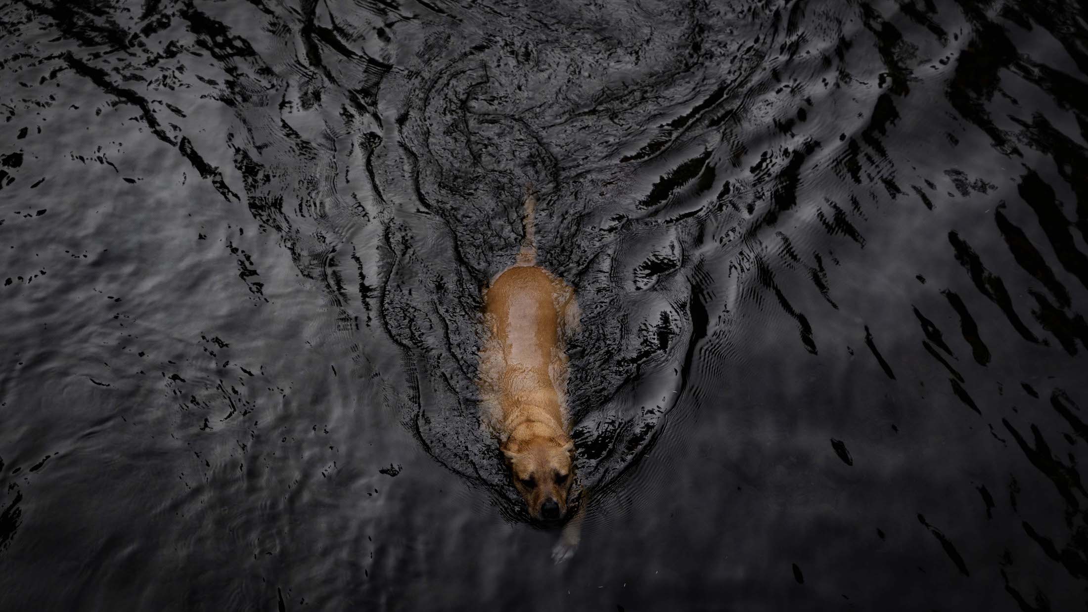 Charley Swimming Salmon River Mount Hood Oregon