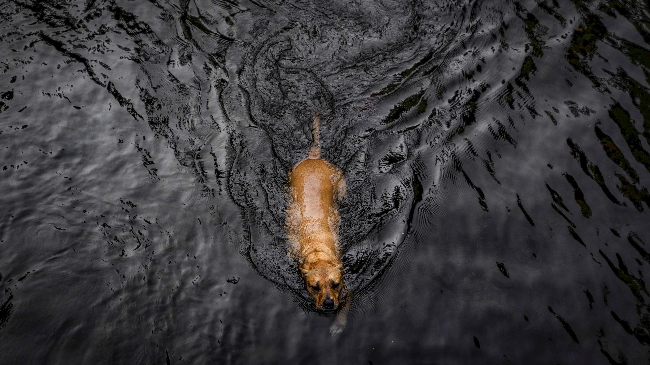 Charley Swimming Salmon River Mount Hood Oregon